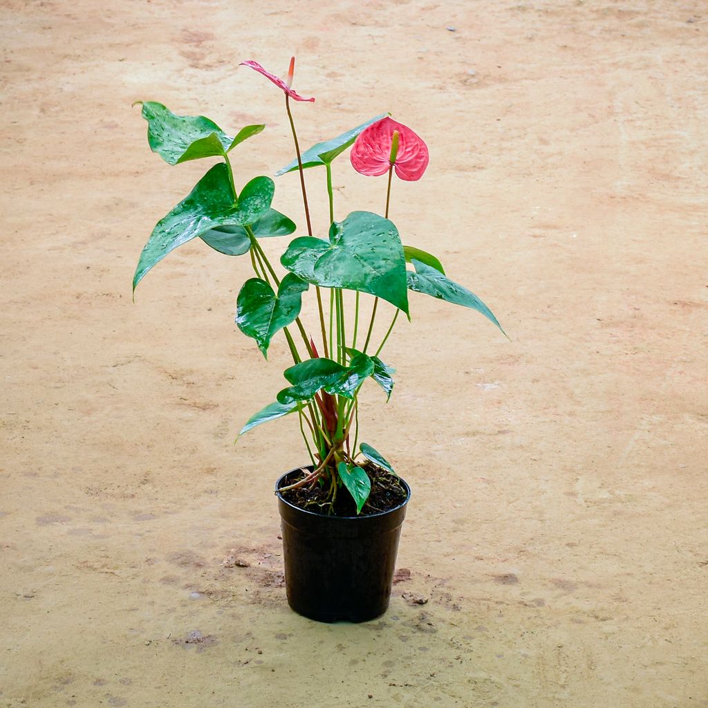 Anthurium Red in 6 Inch Nursery Pot