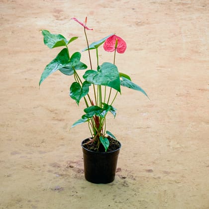 Buy Anthurium Red in 6 Inch Nursery Pot Online | Urvann.com