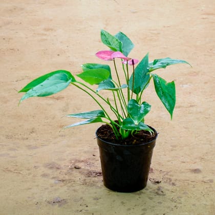 Buy Anthurium Purple in 6 Inch Nursery Pot Online | Urvann.com