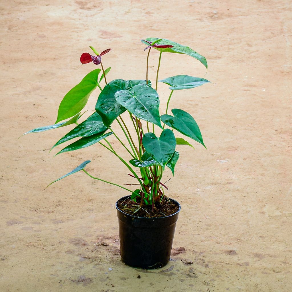 Anthurium Dark Red in 6 Inch Nursery Pot