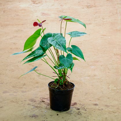 Buy Anthurium Dark Red in 6 Inch Nursery Pot Online | Urvann.com