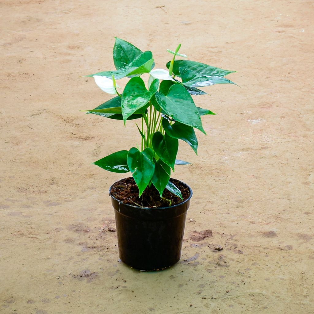 Anthurium White in 6 Inch Nursery Pot