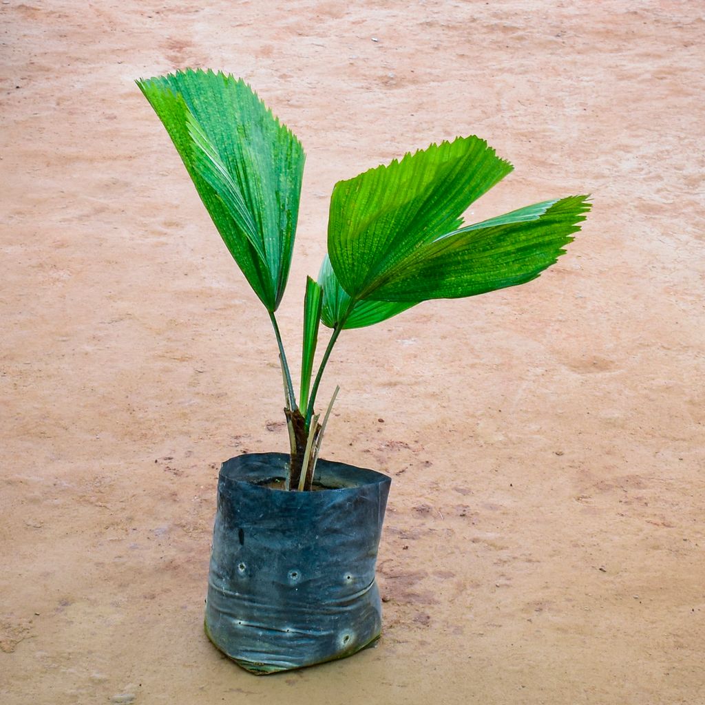 Ruffled Fan / Licuala Grandis Palm in 10 Inch Nursery Bag