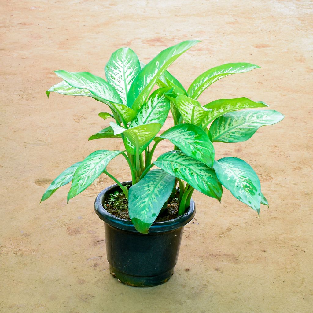 Dieffenbachia Seguine in 12 Inch Nursery Pot