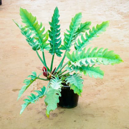 Buy Xanadu Green in 10 Inch Nursery Pot Online | Urvann.com