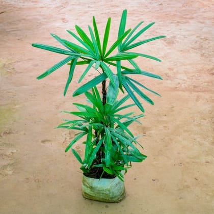 Buy Raphis Palm in 10 Inch Nursery Bag Online | Urvann.com