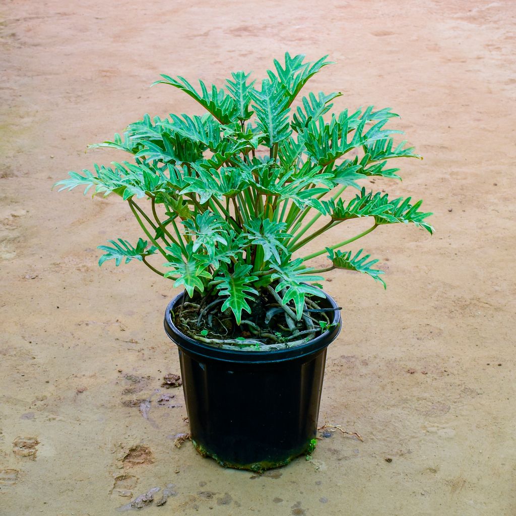 Xanadu Green in 12 Inch Nursery Pot