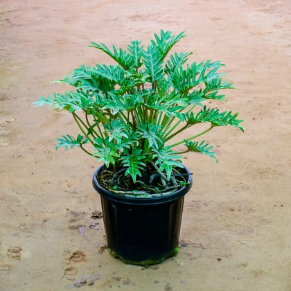 Buy Xanadu Green in 12 Inch Nursery Pot Online | Urvann.com