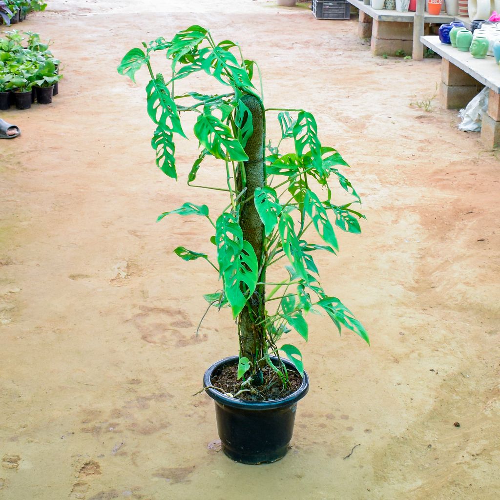 Monstera Broken Heart with 3 Ft Moss Stick in 10 Inch Nursery Pot