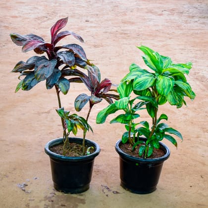 Buy Set of 2 - Dracaena (Green, Multicolor) in 12 Inch Nursery Pot Online | Urvann.com