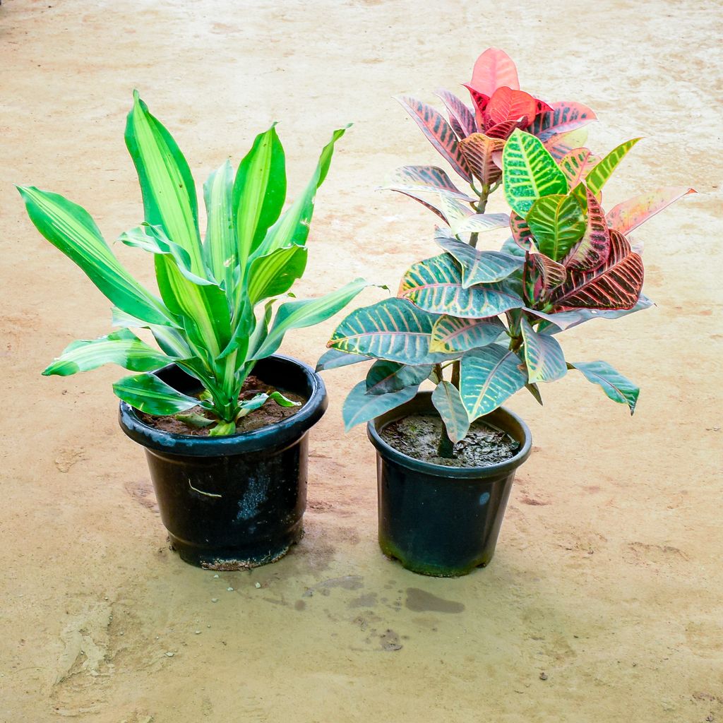 Set of 2 - Dracaena Fragrans & Croton Petra in 10 Inch Nursery Pot