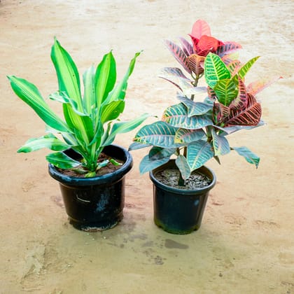 Buy Set of 2 - Dracaena Fragrans & Croton Petra in 10 Inch Nursery Pot Online | Urvann.com