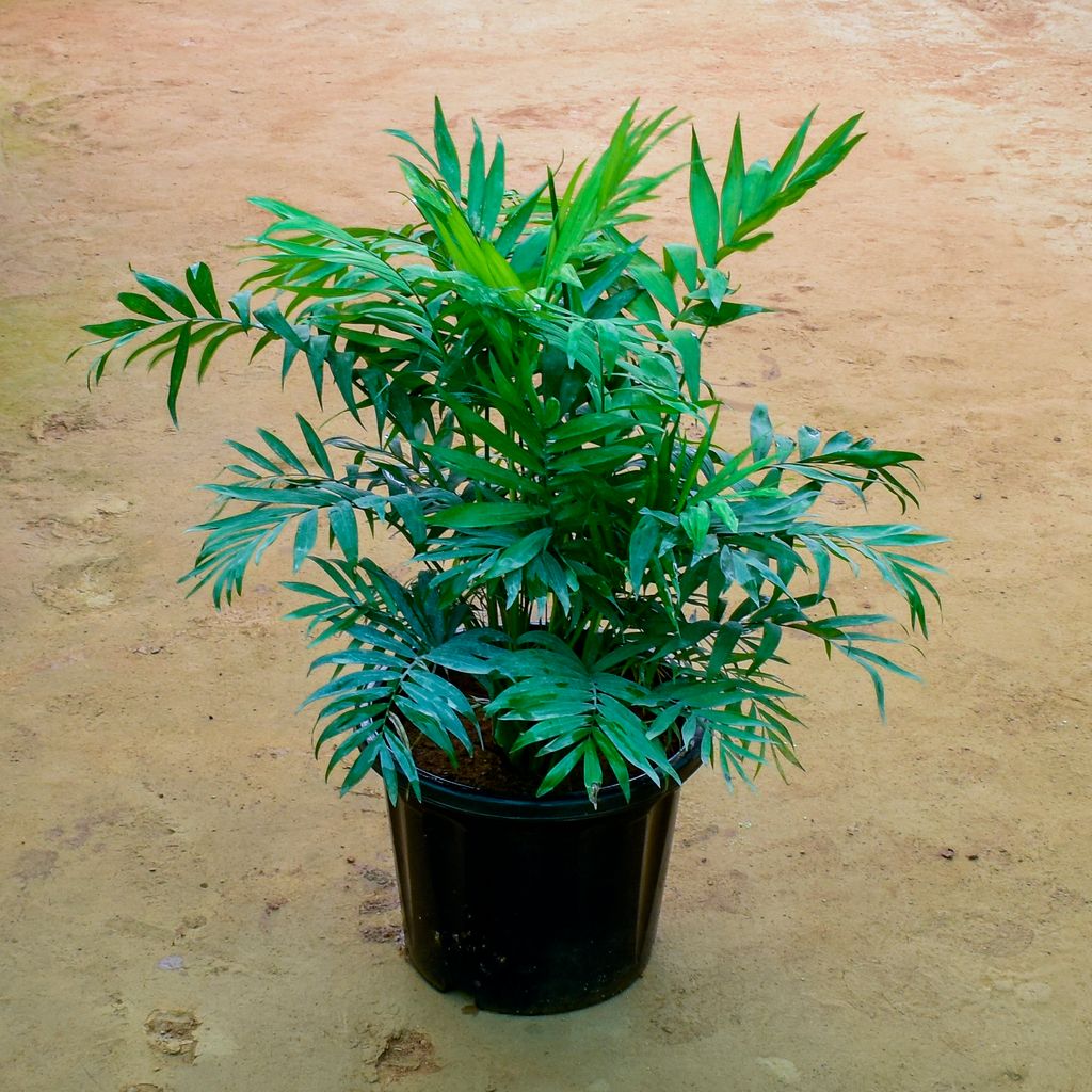 Chamaedorea Palm in 10 Inch Nursery Pot