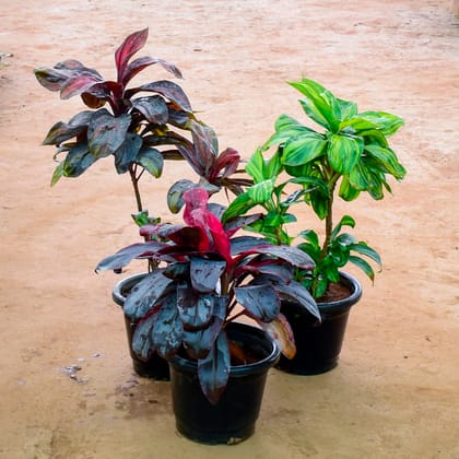 Buy Set of 3 - Dracaena (Green, Rosea & Multi Colour)  in 12 Inch Nursery Pot Online | Urvann.com