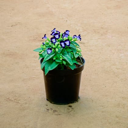 Buy Wishbone / Torenia Blue in 6 Inch Nursery Pot Online | Urvann.com