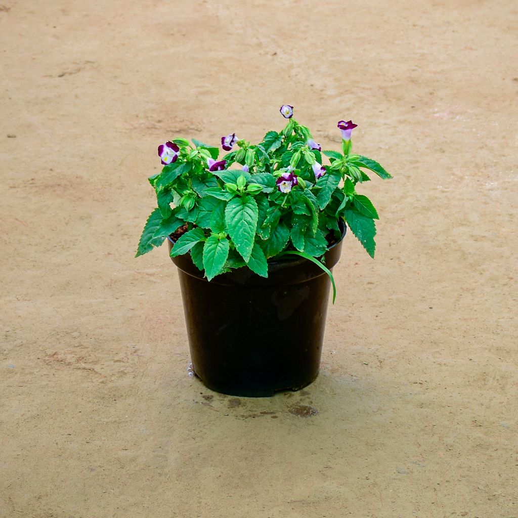 Wishbone / Torenia Purple in 6 Inch Nursery Pot