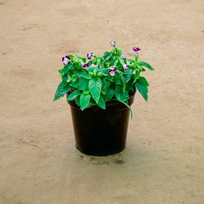 Buy Wishbone / Torenia Purple in 6 Inch Nursery Pot Online | Urvann.com