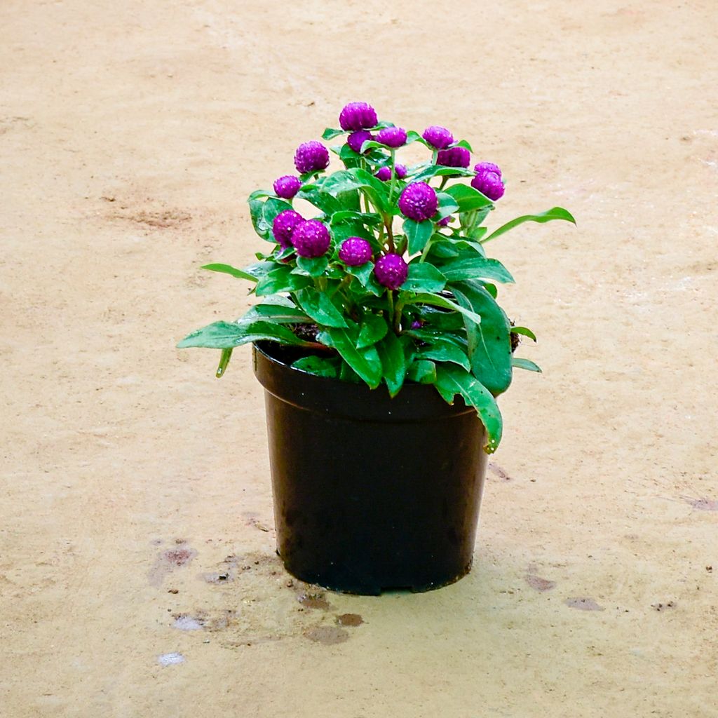 Gomphrena (Any Colour) in 6 Inch Nursery Pot