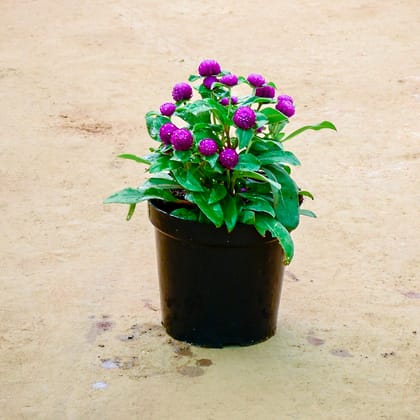 Buy Gomphrena (Any Colour) in 6 Inch Nursery Pot Online | Urvann.com