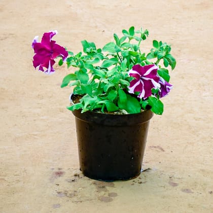 Buy Petunia Purple in 6 Inch Nursery Pot Online | Urvann.com