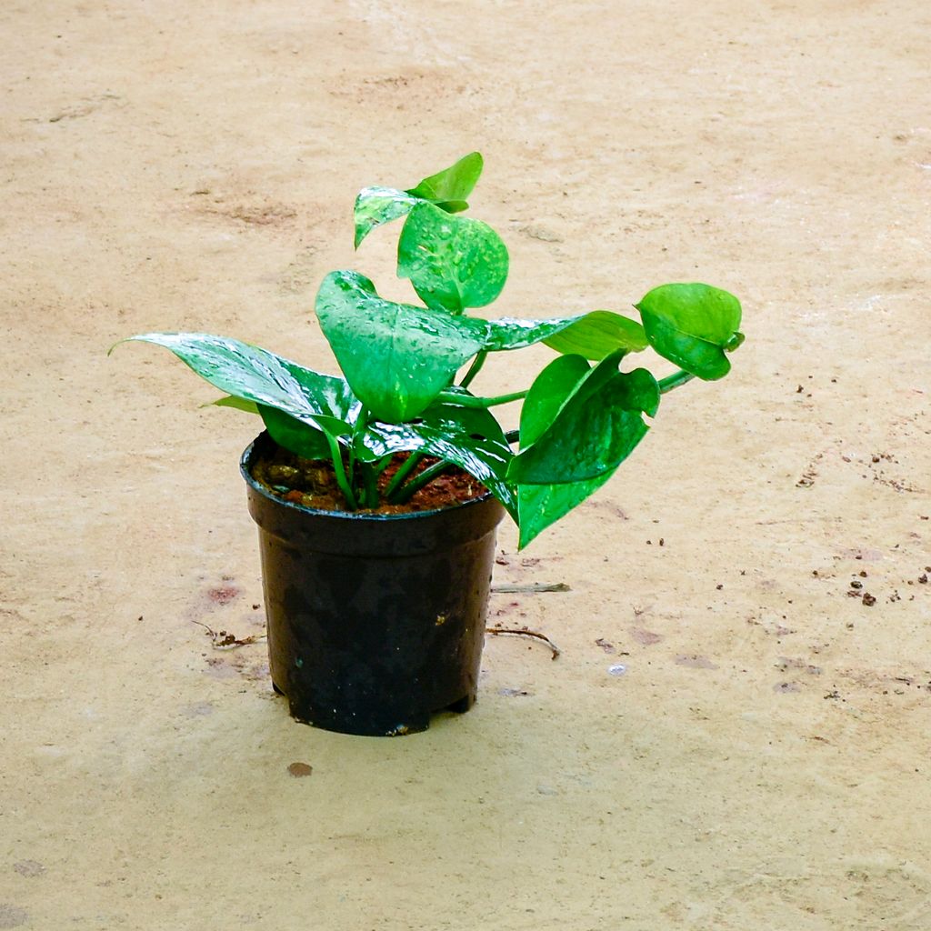 Money Plant Green in 4 Inch Nursery Pot