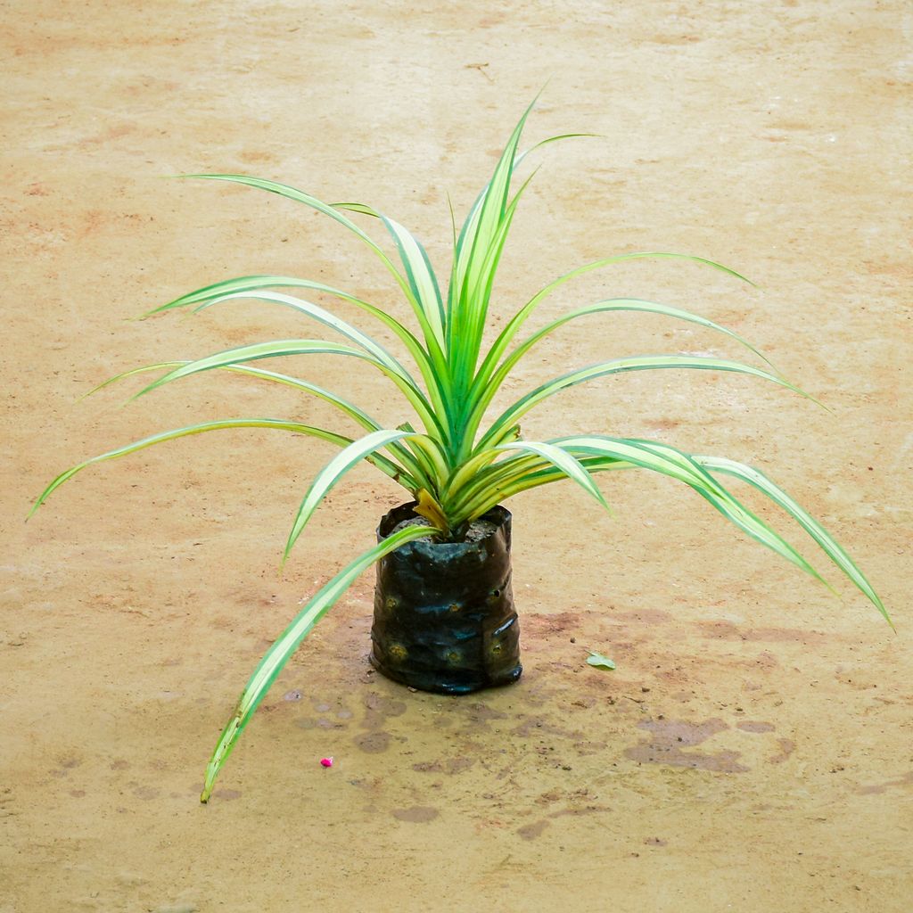 Pandanus / Screwpine in 6 Inch Nursery Bag