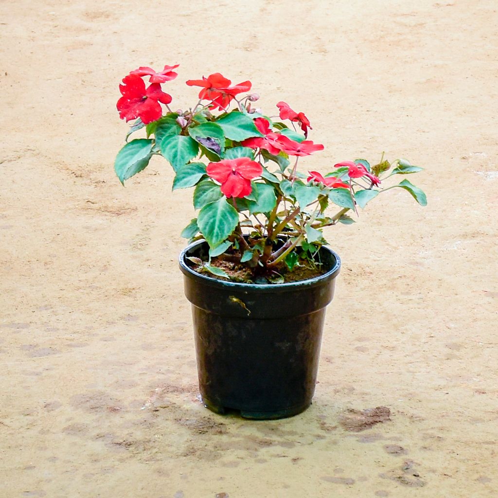 Balsam (Any Colour) in 6 Inch Nursery Pot