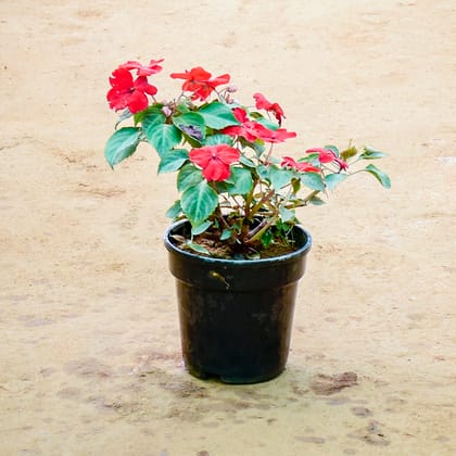 Buy Balsam (Any Colour) in 6 Inch Nursery Pot Online | Urvann.com