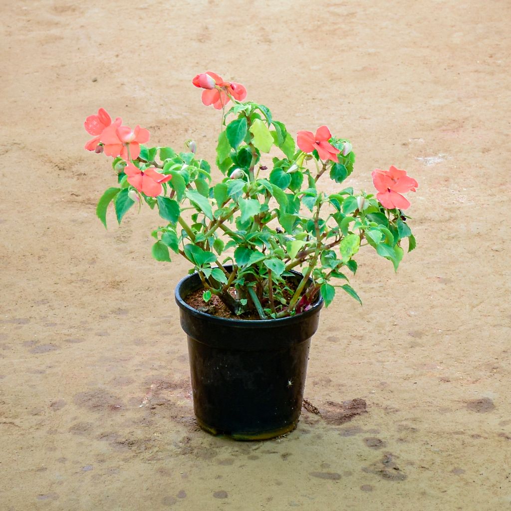 Balsam (Any Colour) in 6 Inch Nursery Pot