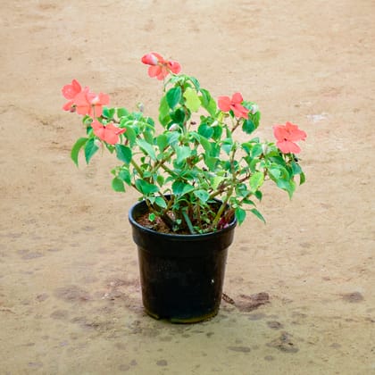 Buy Balsam (Any Colour) in 6 Inch Nursery Pot Online | Urvann.com