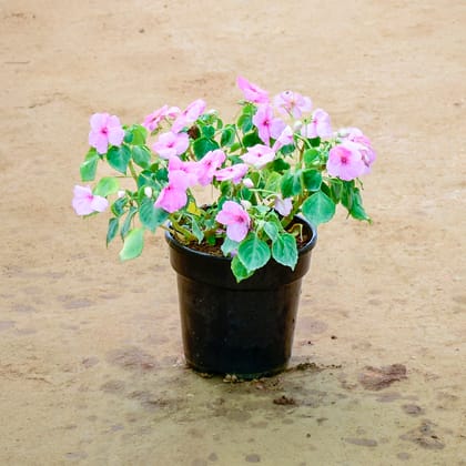 Buy Balsam (Any Colour) in 6 Inch Nursery Pot Online | Urvann.com