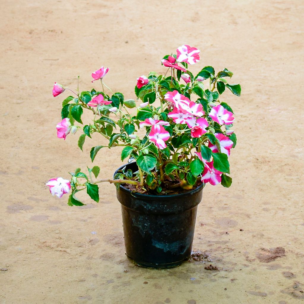 Balsam (Any Colour) in 6 Inch Nursery Pot