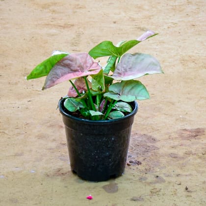 Buy Syngonium Pink in 4 Inch Nursery Pot Online | Urvann.com