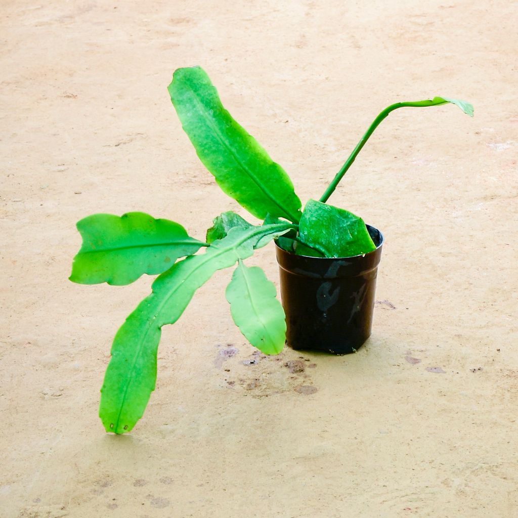 Brahma Kamal Succulent in 6 Inch Nursery Pot