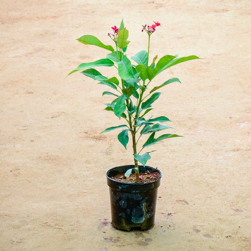 Jatropha / Sundar Rupa in 6 Inch Nursery Pot