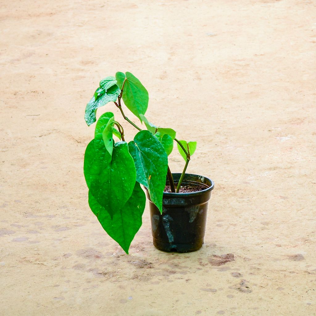 Paan Big Leaf in 6 Inch Nursery Pot