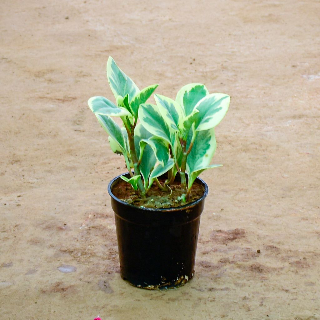 Peperomia / Radiator Plant White in 6 Inch Nursery Pot