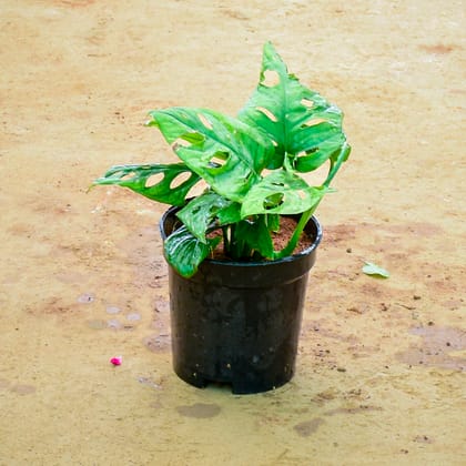 Buy Monstera Broken Heart in 4 Inch Nursery Pot Online | Urvann.com