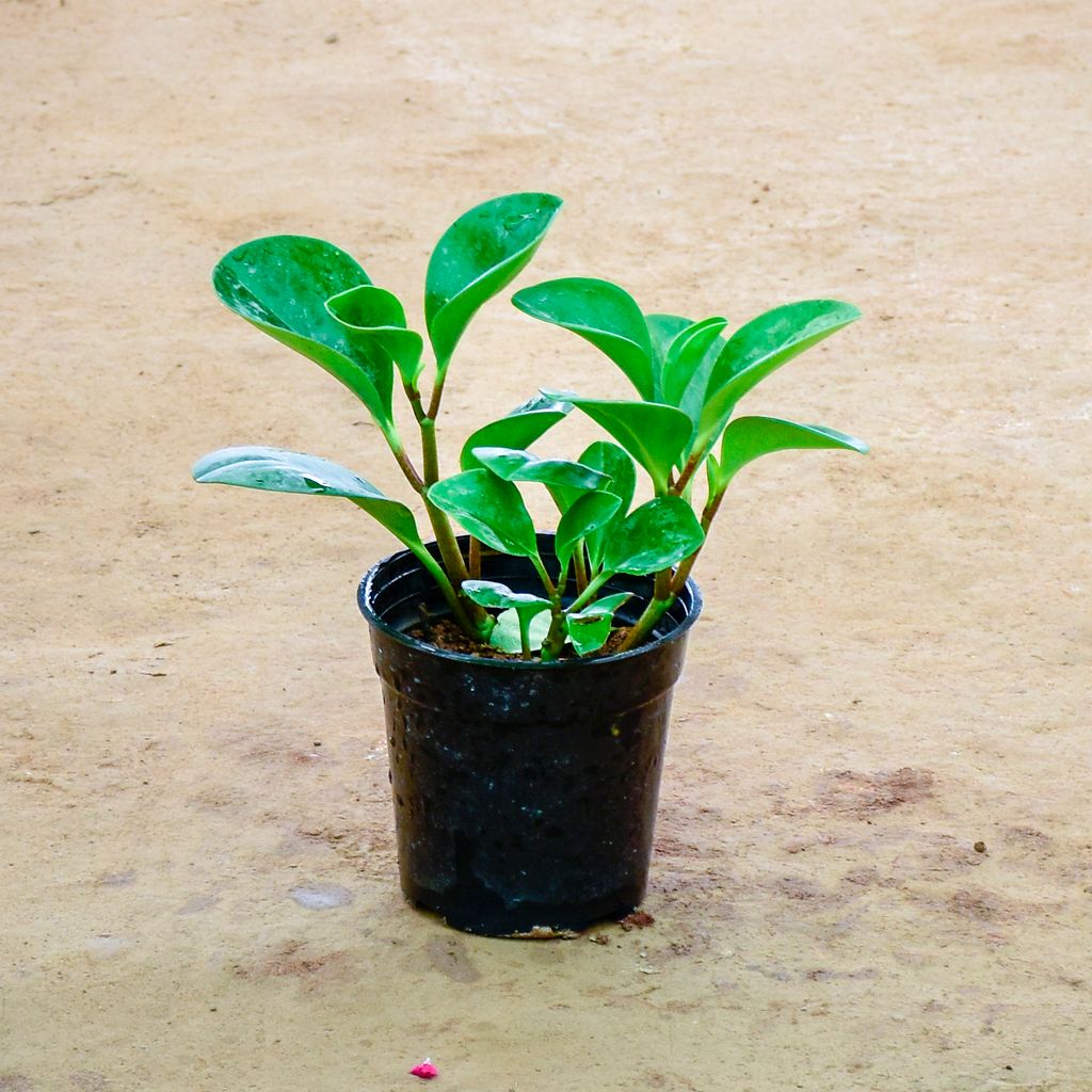 Peperomia / Radiator Plant Green in 6 Inch Nursery Pot