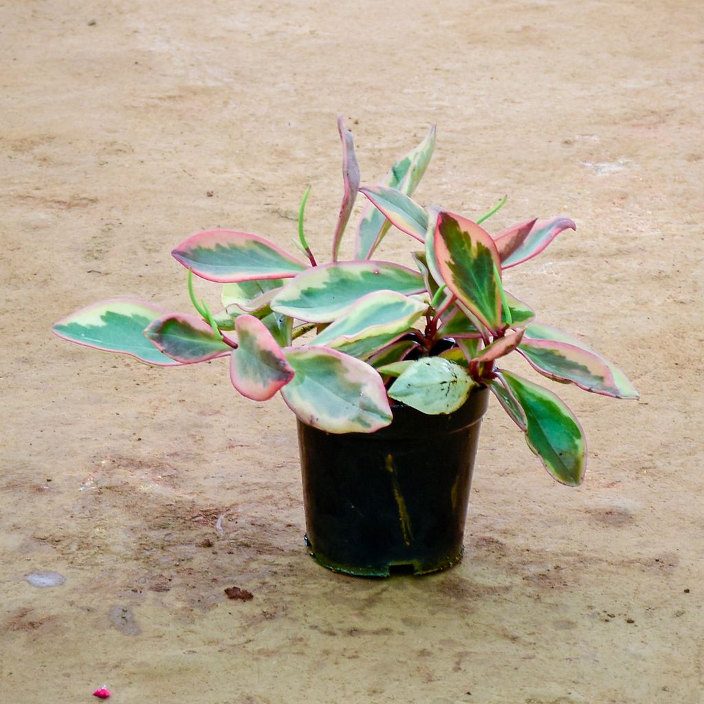 Peperomia / Radiator Plant White Pink in 6 Inch Nursery Pot