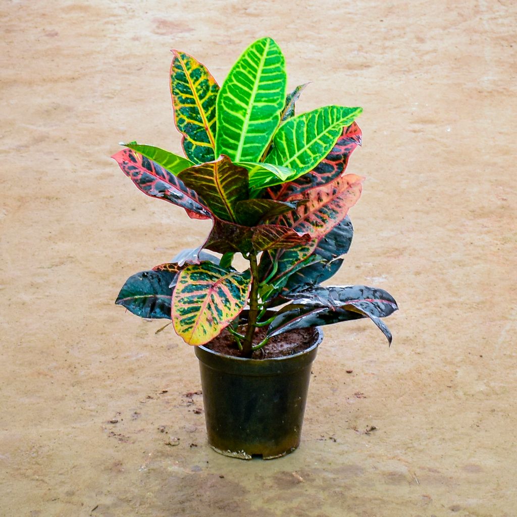 Croton Petra in 6 Inch Nursery Pot