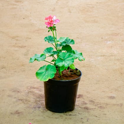 Buy Geranium (Any Colour) in 6 Inch Nursery Pot Online | Urvann.com