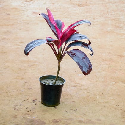 Buy Dracaena Red in 6 Inch Nursery Pot Online | Urvann.com