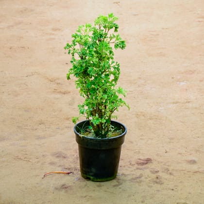 Buy Aralia Green in 6 Inch Nursery Pot Online | Urvann.com