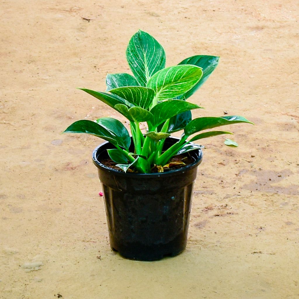 Philodendron Birkin in 6 Inch Nursery Pot