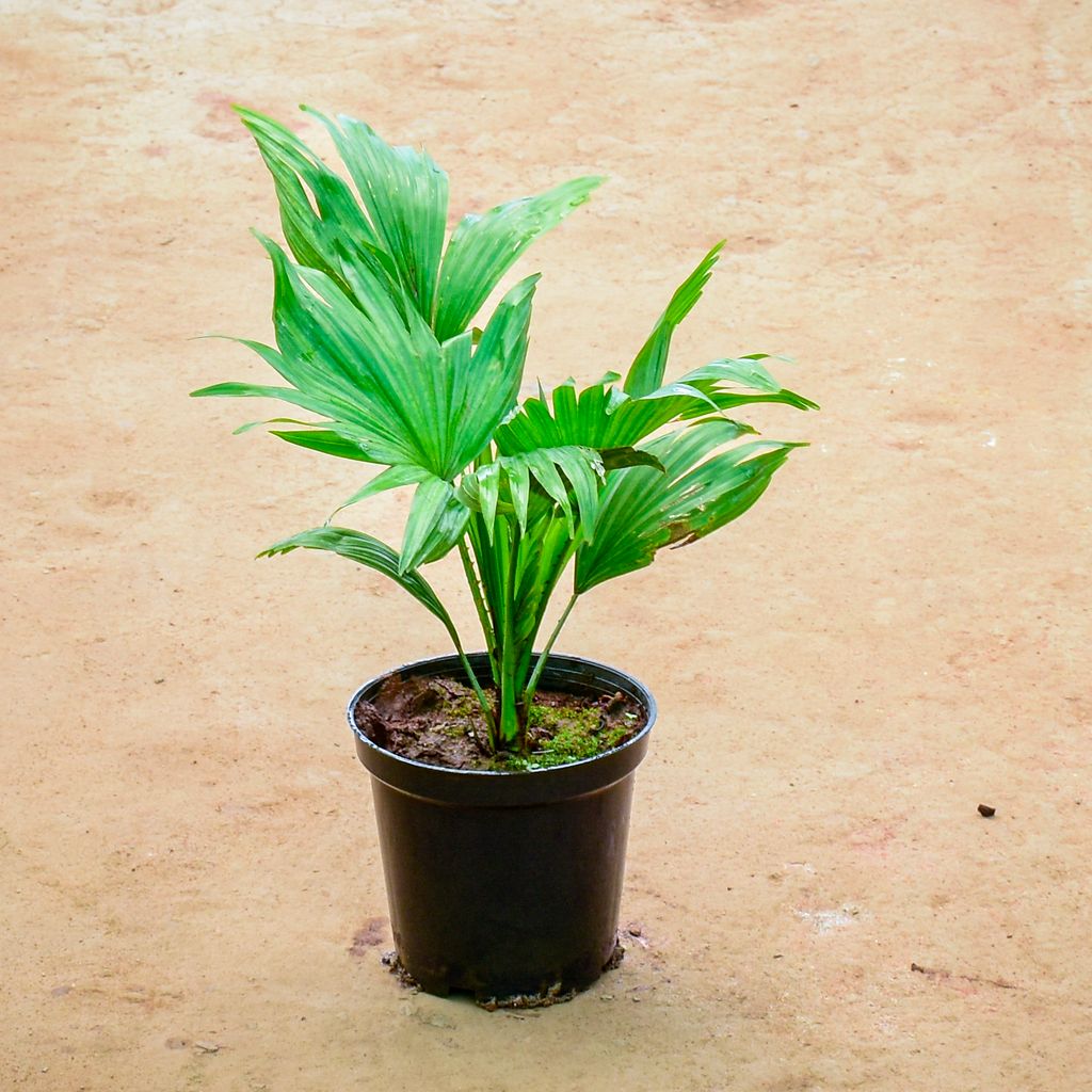 China Palm in 6 Inch Nursery Pot