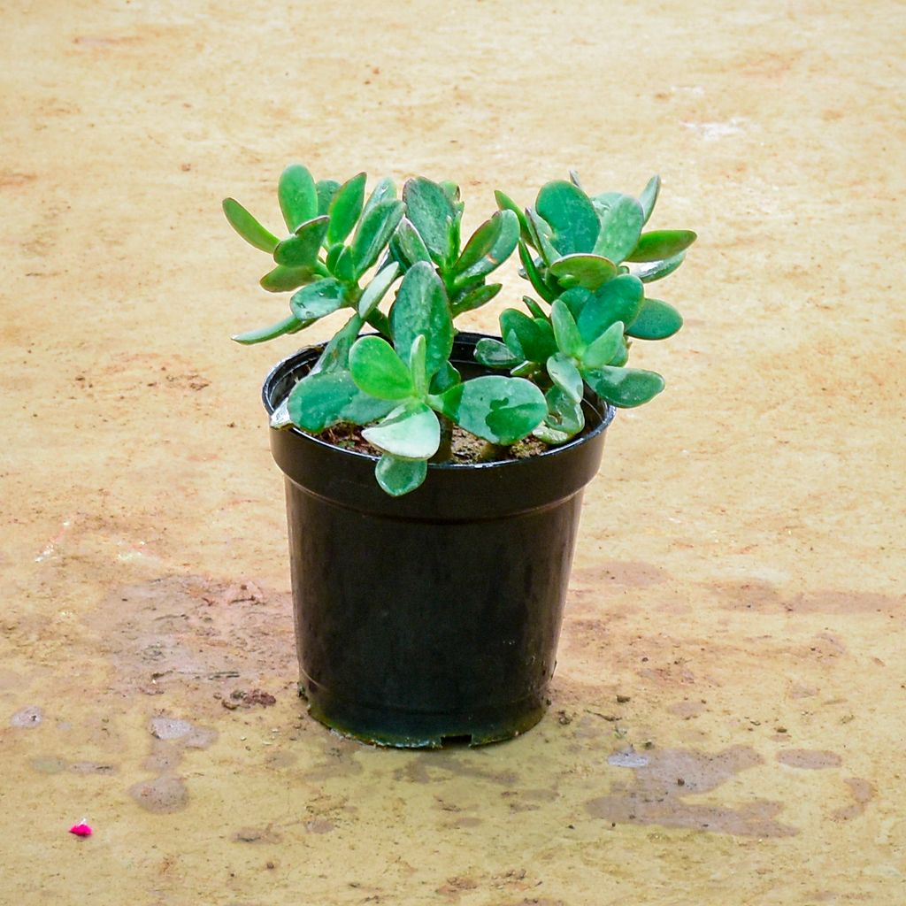 Crassula Arborescens Succulent in 6 Inch Nursery Pot