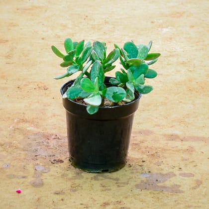 Buy Crassula Arborescens Succulent in 6 Inch Nursery Pot Online | Urvann.com