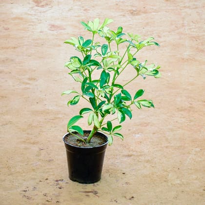 Buy Schefflera Variegated in 6 Inch Nursery Pot Online | Urvann.com