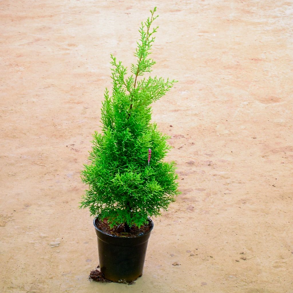 Golden Cypress in 6 Inch Nursery Pot